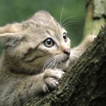 Котките в Австралия убиват по 1 млн. птици на ден