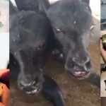 Двуглаво биволче се роди в Пакистан (видео)