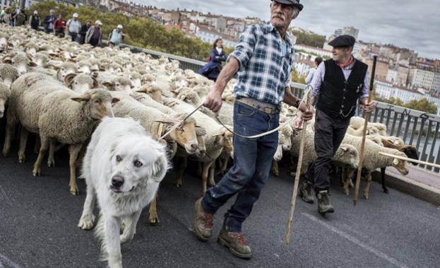 1 200 овце по улиците на Лион срещу държавната защита на вълците