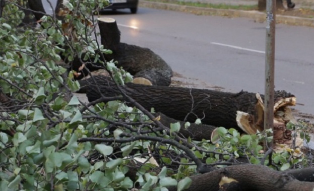Бурният вятър повали дървета и затвори пристанището във Варна
