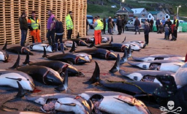 Стотици китове и делфини загинаха на Фарьорските острови
