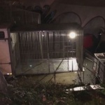 200-килограмов тигър избяга от цирк в Париж