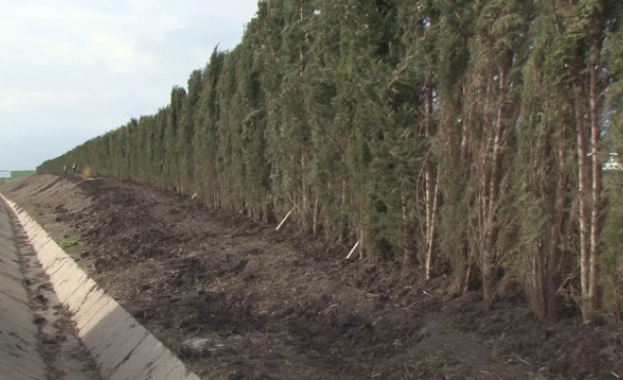 Стена от кипариси ще спира снягонавяванията на АМ "Тракия" край Карнобат