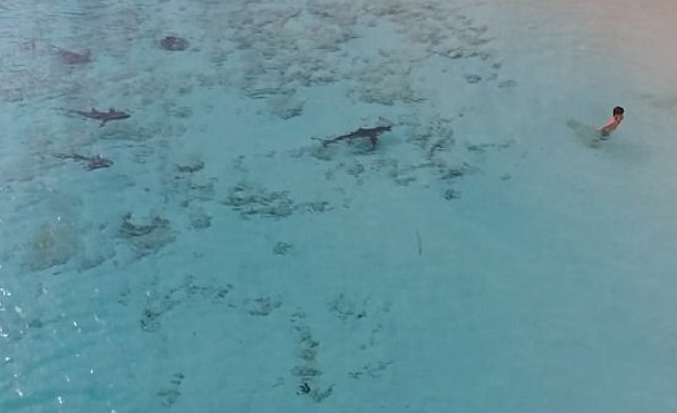 Оператор на дрон спаси момче от четири акули (видео)