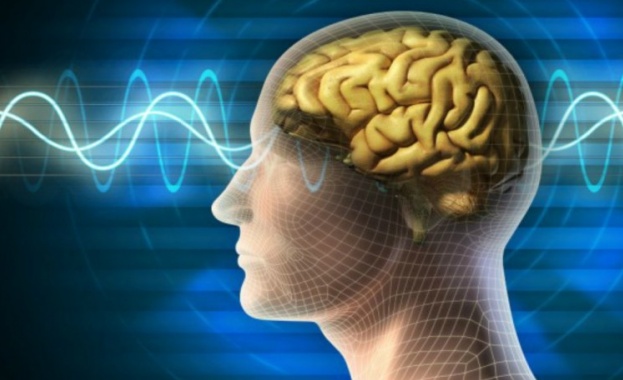 Човешкият мозък притежавал скенер, който функционира като wi-fi