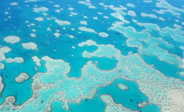 Австралия обяви конкурс за 2 милиона долара за спасяването на Големия бариерен риф