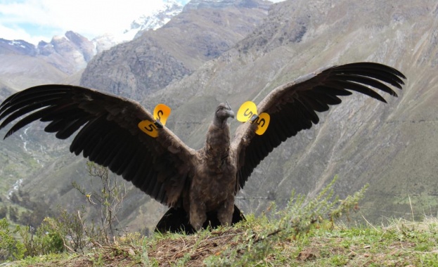 След година лечение пуснаха на свобода кондор в Перу