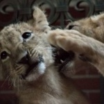 Лъвчетата Терез и Масуд са пораснали и се чувстват добре