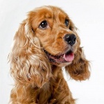 В Индия арестуваха куче за нарушаване на изборните правила