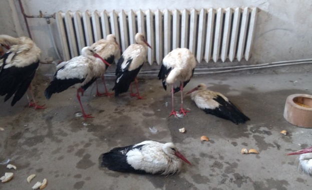 Дулово обяви спасителна акция за бедстващи щъркели