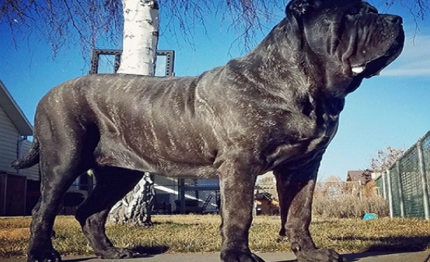 Най-голямото куче в света тежи над 80 кг на 9 месеца