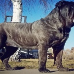 Най-голямото куче в света тежи над 80 кг на 9 месеца