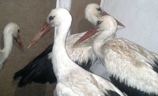 Жителите на шуменско село спасиха 20 щъркела