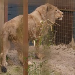Лъвът Асен пристигна в спасителния център в Холандия