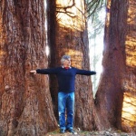 Трите 130-годишни секвои край Кюстендил са на осмо място в класацията "Европейско дърво на годината"