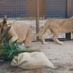 Здравословното състояние на Терез и Масуд се е подобрило