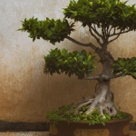 Умно дръвче бонсай прави компания на собственика си и разговаря с него
