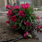 Мъж "ремонтира" дупки по улиците в Брюксел с цветя