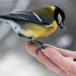 Смарт приложение за мобилен телефон разпознава видове птици