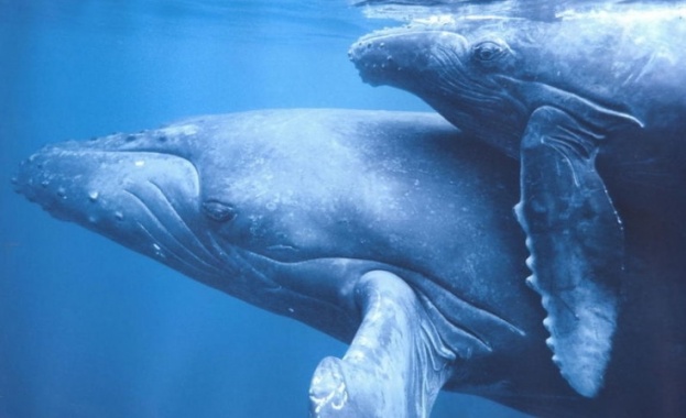 Учени идентифицираха неизвестен досега вид древни китове край Нова Зеландия