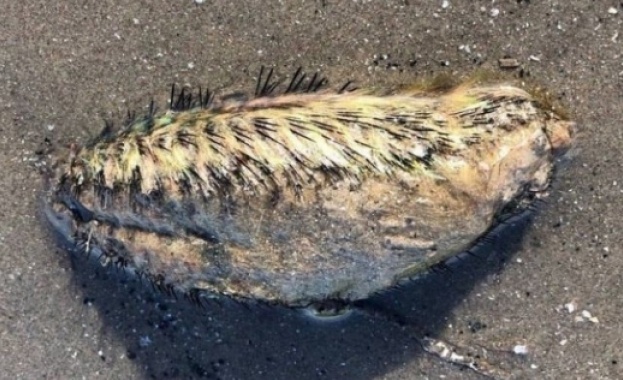 Зловещо същество бе изхвърлено от река, никой не знае какво е