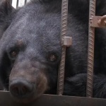 Китайка си купи тибетски мастиф, който се оказа мечка