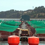 Норвежката сьомга поскъпна рекордно