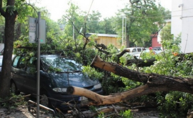 Дърво се стовари върху кола в центъра на Пловдив