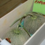 Продадоха на търг два пъпеша в Япония за 29 300 долара