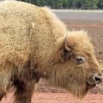 Рядък феномен! В Белград се роди бял бизон