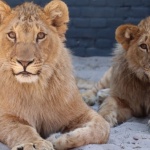 Терез, Масуд и Асен днес са истински лъвове 