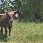 Кравата беглец Пенка не била бременна