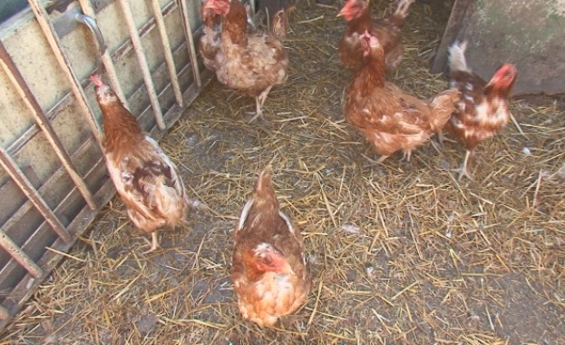 Огнище на птичи грип в Добричко, 320 хил. кокошки ще бъдат умъртвени