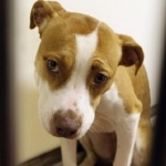 Освободиха куче, стояло под домашен арест заради лай