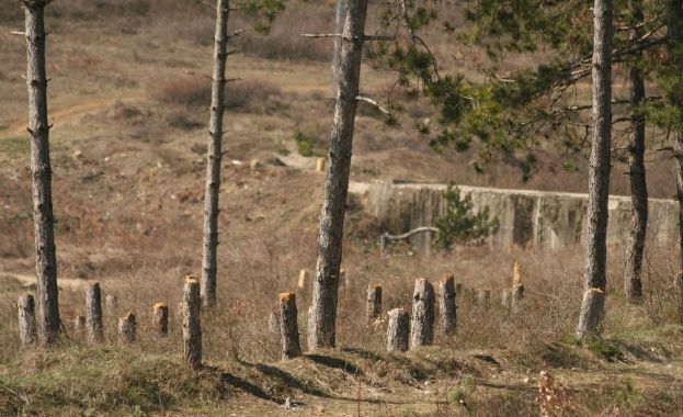 Незконна сеч в област Добрич заради билките