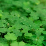 Американче откри 166 четирилистни детелини за един час