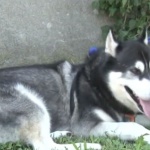 Хъски откри изчезнала жена и спаси живота й в Бургас