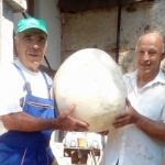 Пчелари откриха гъба достойна за Гинес, пърхутката тежи 10 кг