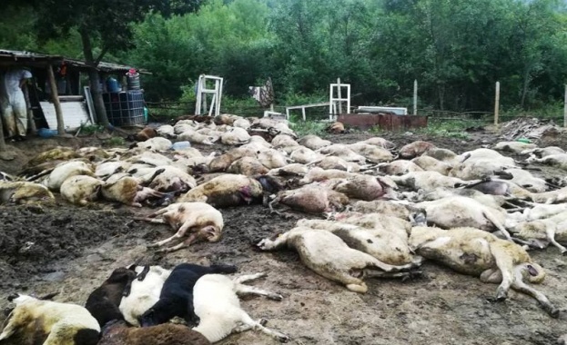 Държавата плаща обещетения за евтаназираните животни в Ямболско и Бургаско
