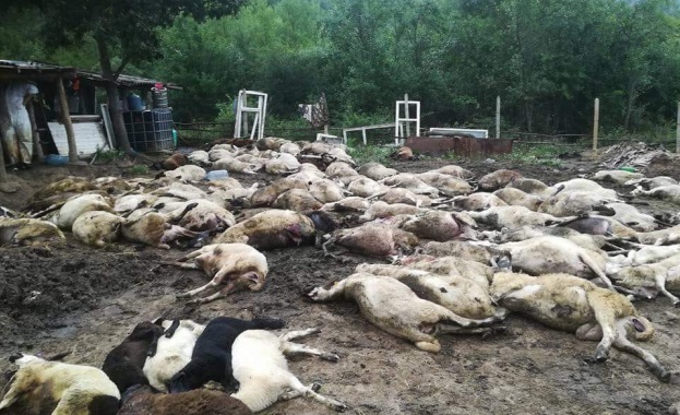 БСП  иска разследване за убитите животни в Странджа 
