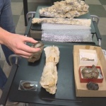 В България са се разхождали динозаври