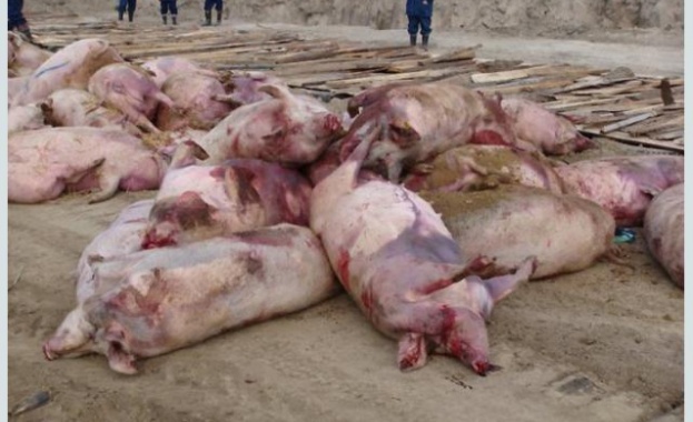 Засилен контрол по границите заради африканска чума по свинете 