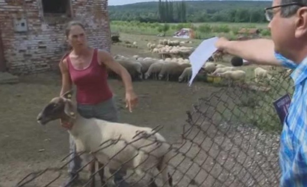 БАБХ е подала сигнал в прокуратурата заради стадото в Болярово