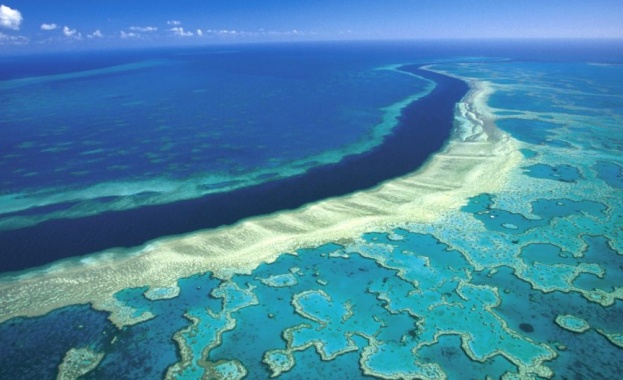 Австралия използва нови методи, за да спаси Големия бариерен риф от затоплянето