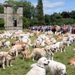 150 години от създаването на породата "Голдън ретрийвър"