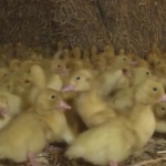 Птицеферми пред фалит заради цената на газа