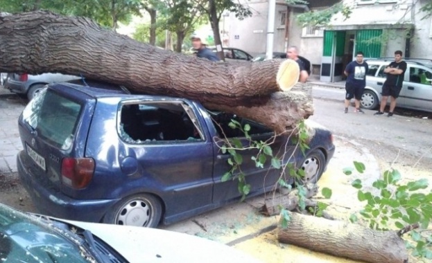 Дърво падна и премаза няколко автомобила в Пловдив
