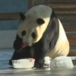 Китай даде 2 мечета на Московския зоопарк