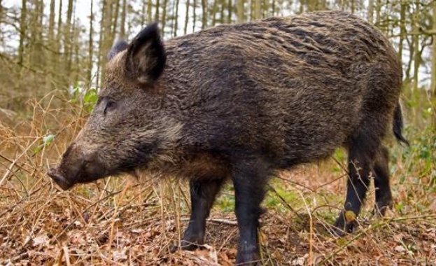 Първи случай на африканска чума при дива свиня в Силистренско
