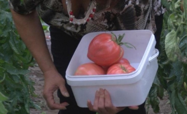 Отбелязваме деня на българския градинар